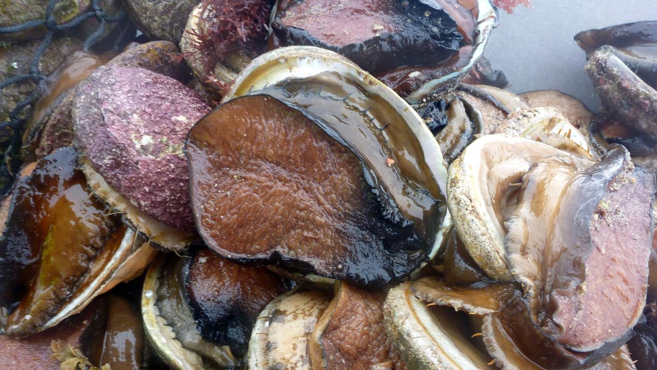 Black market seafood in Australia: How abalone poachers are caught ...