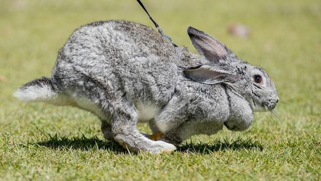 Fran Boston with her rabbit Chinny. Picture: Jerad Williams