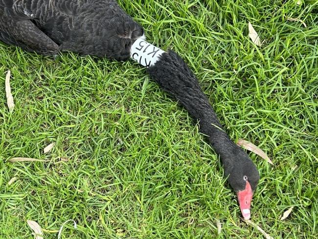 Mabel the swan was attacked and killed by an off leash dog. Friends of Edwardes Lake