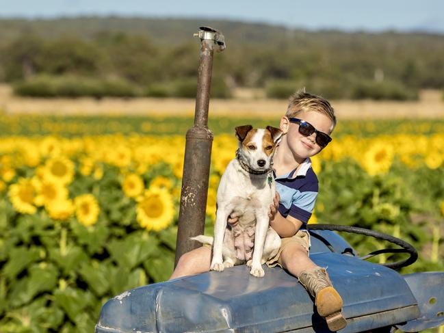 NEWS: First sunflower farm in Victoria at DunnstownPictured: 4yo Ollie Britt with his Jack Russell terrier name Pippi in the sunflowers.