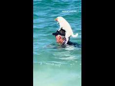 Dog hitches a ride while swimming in WA