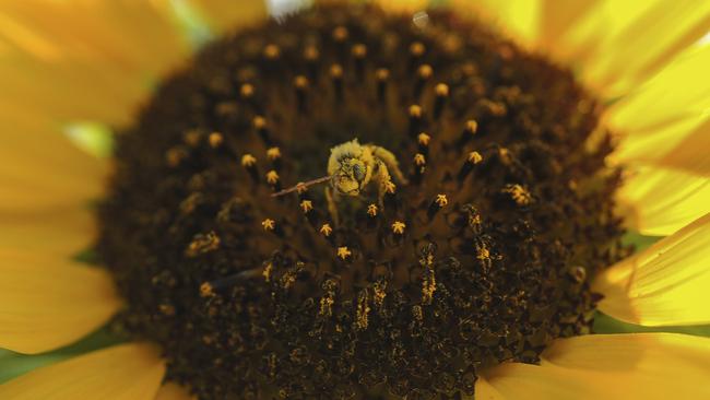 A bee collects pollen from a sunflower. Picture: AP