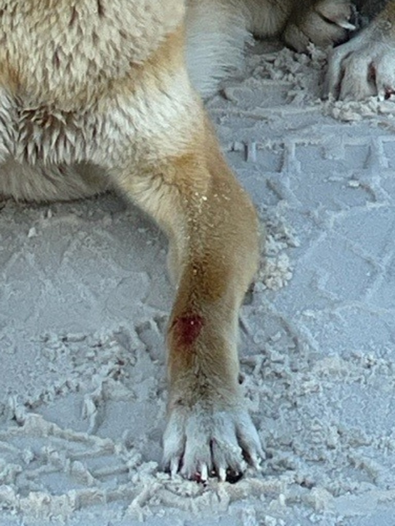 Blood on the dingo’s leg. Picture: Queensland Department of Environment and Science