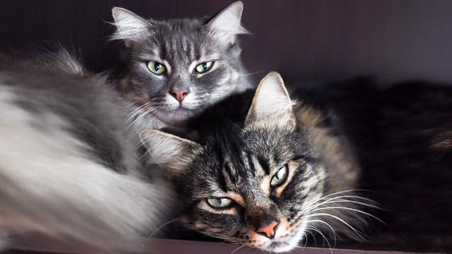 Frances Whiting on why cats are the bad boyfriends of the animal world.