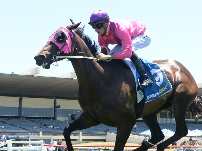 Pure Grunt  will tackle more experienced stayers in Wednesday's $250,000 Launceston Cup. Picture: Racing Photos via Getty Images.