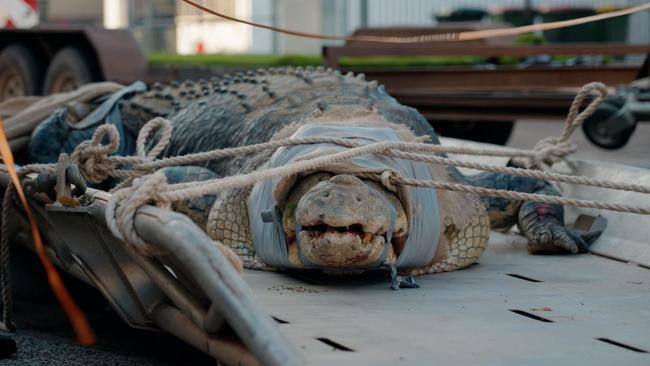 Outback Wrangler Matt Wright transported Daly, a 650kg saltwater crocodile into Shadford Ln, behind Crocosaurus Cove on Thursday May 9.