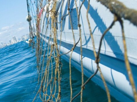 Why shark nets have been removed from Coast