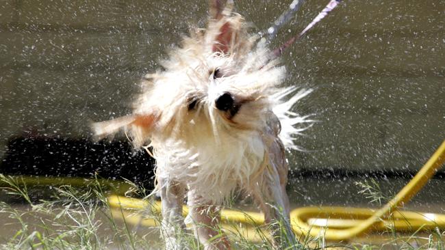 08 Feb 2005 Rufus De Milo at the RSPCA refuge being cooled down with a water hose in hot weather. picdavid/kelly qld animals dogs dog