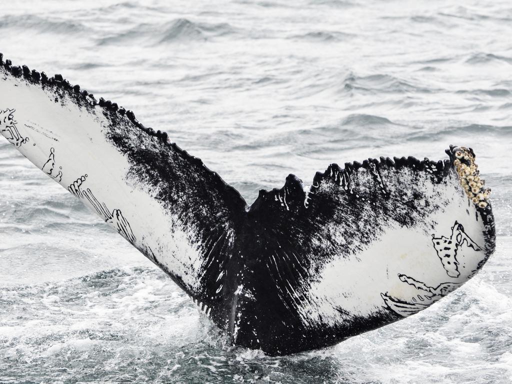 ‘Natural Identity in Fjord’ ... I took this photo on August 2017 in the north of Iceland. This beautiful whale gave me a majestic and smooth presence showing me her natural tatoo-like symbols in her tail, while swimming in a Fjord. It was a really touching experience with such a charming and elegant animal. Picture: Carlos Alejo, Spain, Entry, Open, Wildlife (Open competition), 2018 Sony World Photography Awards