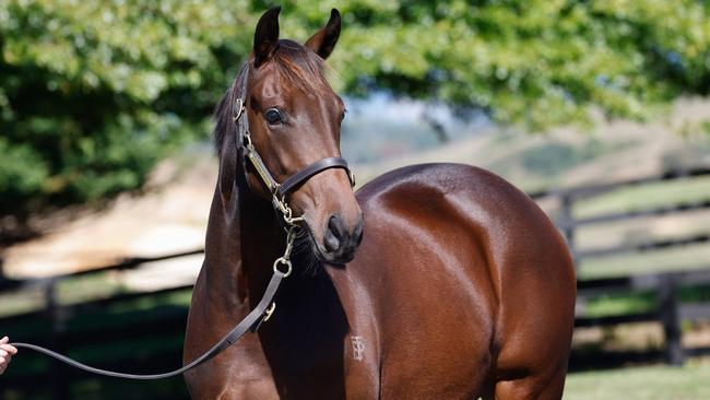 John Singleton has purchased the I Am Invincible ex Lucia Valentina Filly for $700,000 and is sharing the ownership with Erin Molan, his “hero.”