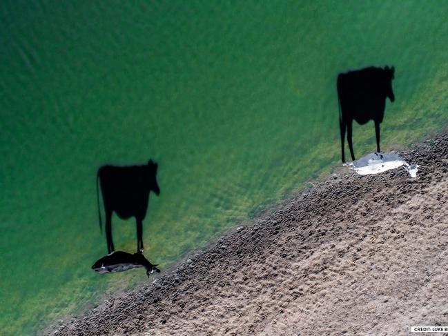 Two moo by Luke Bell. “It was a cold early morning in South Africa on a farm near Stellenbosch. 2 cows drinking from a nearby dam caught my eye when I saw their long shadows. I launched my drone to capture the scene in a way impossible with any other type of camera.”