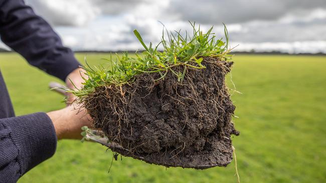 Hodges farm comprises medium loam soils over clay scattered with gums grading to heavy black loam with depth over an original square mile block.