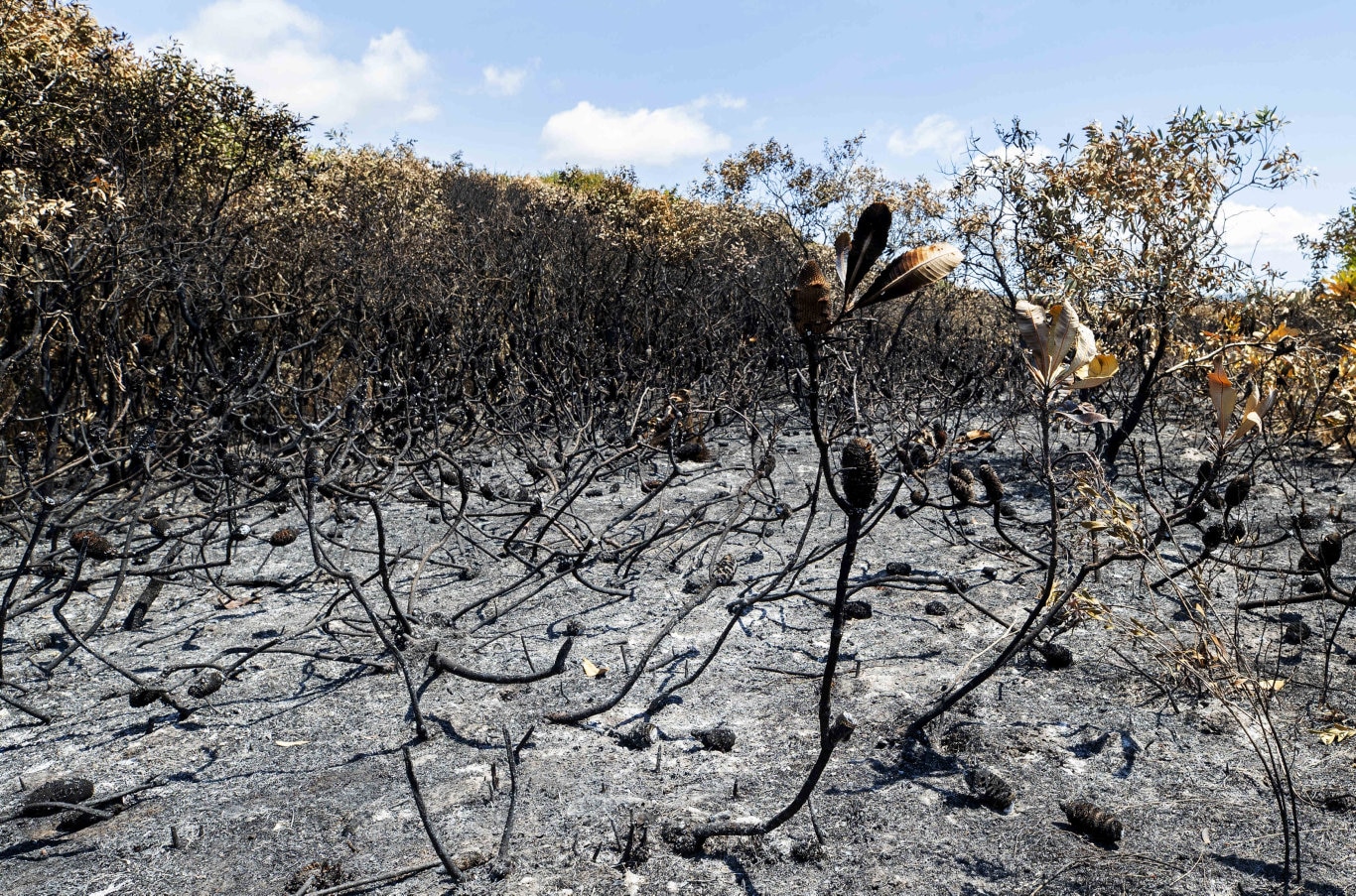 Fire investigators at the scene near the ignition point of Wednesday's Peregian Beach bushfire. Photo: Lachie Millard