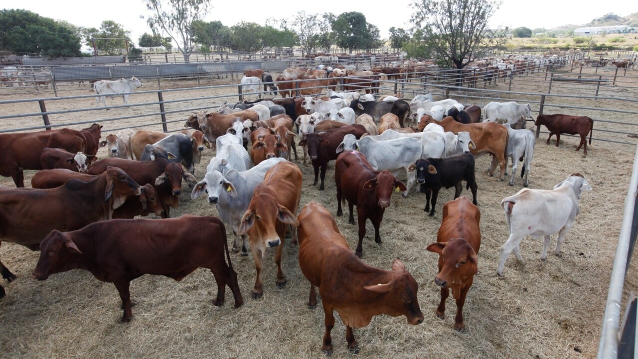 'Just close the borders': Labor's $14m to prevent foot and mouth disease 'disappointing'