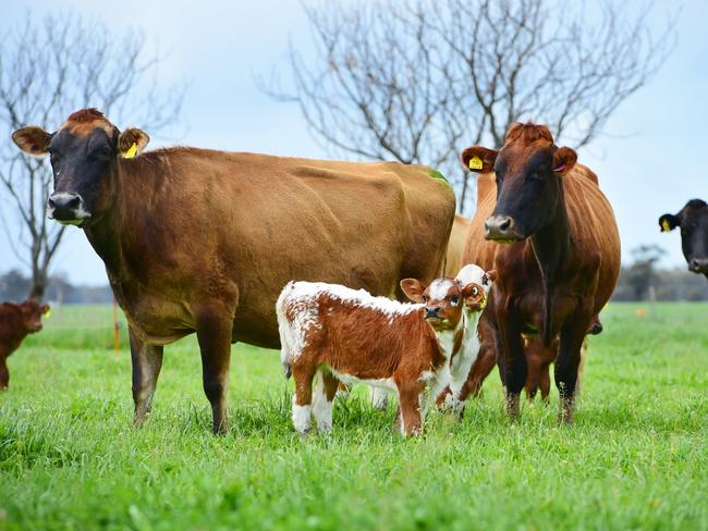 How Now Diary has a milking herd of 75 Jersey, crossbred and Holstein cows. Picture: Zoe Phillips