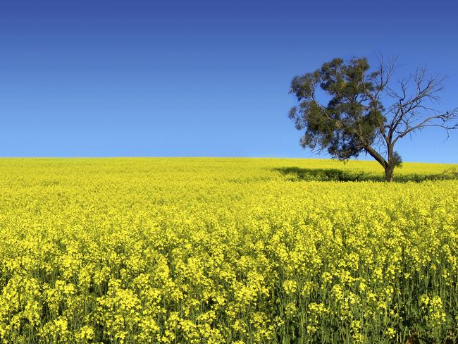 Canola Field in South Australia