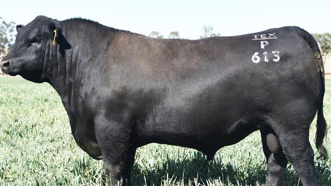 High price: Record-breaking Texas Powerplay P626 sold for $108,000 at the July Texas Angus bull sale.