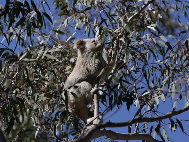 Council claims it has evidence the Department of Planning ignored advice on the koala habitat in Wilton from the Office of Environment and Heritage.