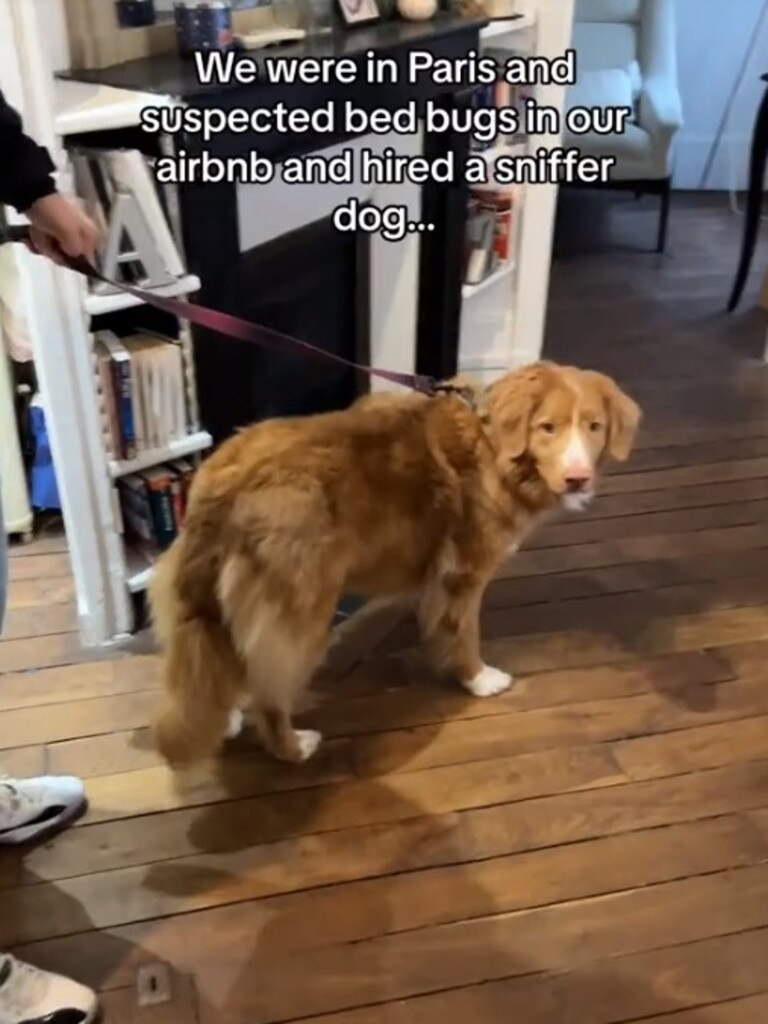 A sniffer dog is called to an Airbnb in Paris. Picture: TikTok/jimmyvisitsworld