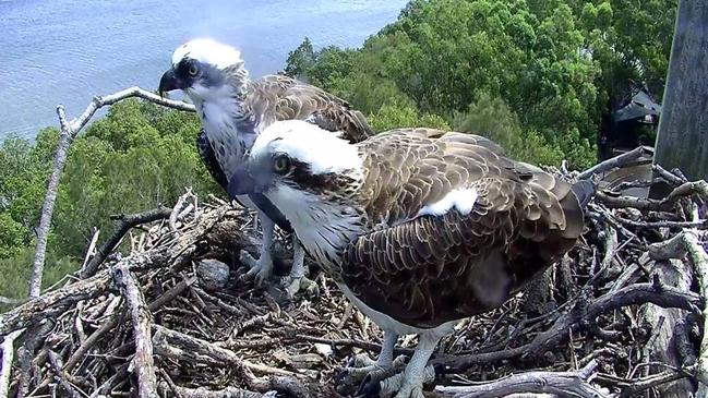 A screenshot from the osprey camera at Osprey House Environmental Centre at Griffin.