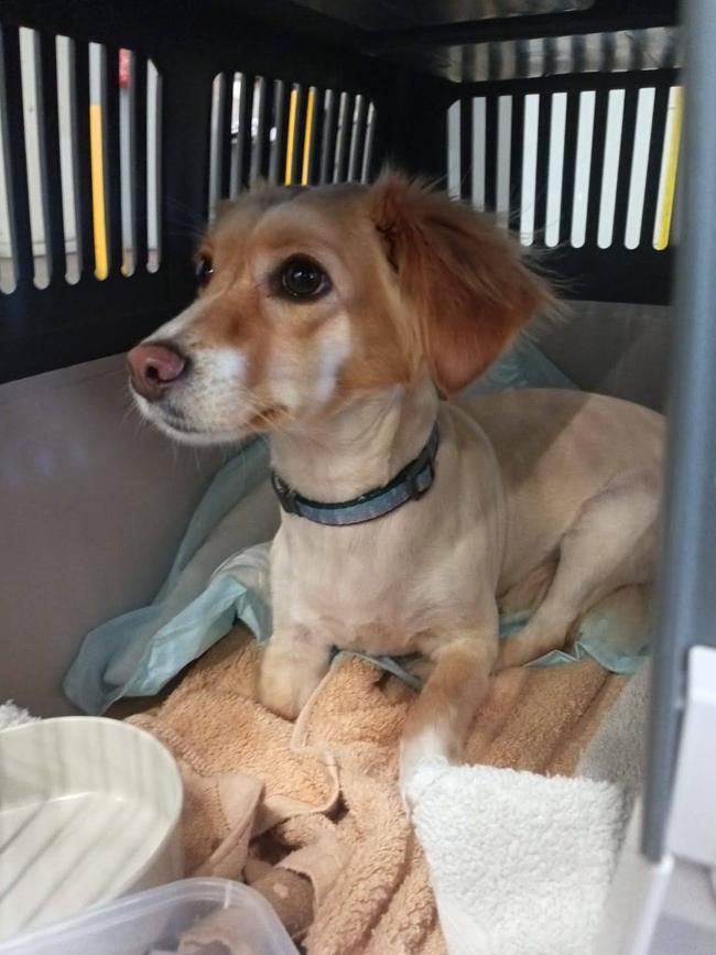 Leia in transit to Australia.
