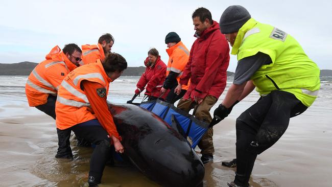 Rescuers try to save a pod of whales stranded on a beach in Macquarie Harbour on the rugged west coast of Tasmania. Picture: Brodie Weeding/The Advocate/AFP