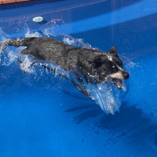 Always quick for a dip! When the pool gate opens, Jessie is the first in and straight in to the water. The more we say “no” the quicker Jessie goes. Picture: Merike