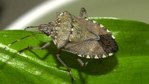 Brown marmorated stink bugs have infiltrated the Gold Coast. Picture: supplied