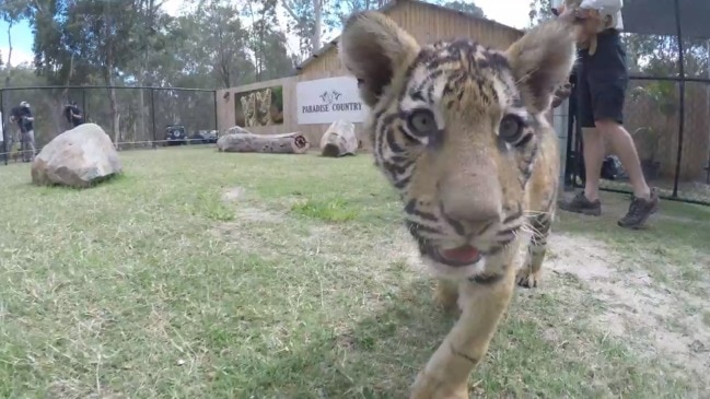 Paradise Country - Tiger Cubs on Gold Coast