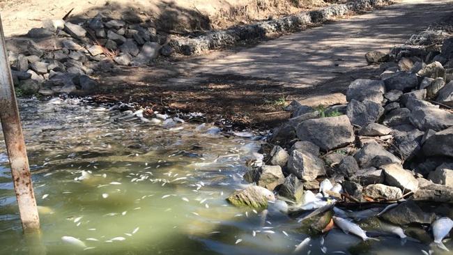 Disturbing images of dead Murray cod along the Darling River near Menindee. Picture: @Senator_Patrick/Twitter.