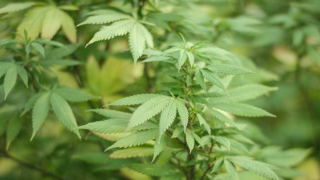 A man will face court after 196 cannabis plants and 25kgs of leaf were seized from a Darlinghurst home.