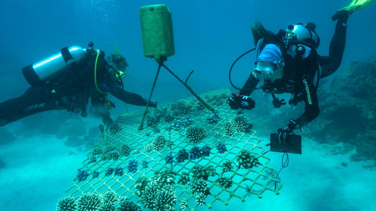 divers-transplant-coral-to-boost-health-of-great-barrier-reef-after