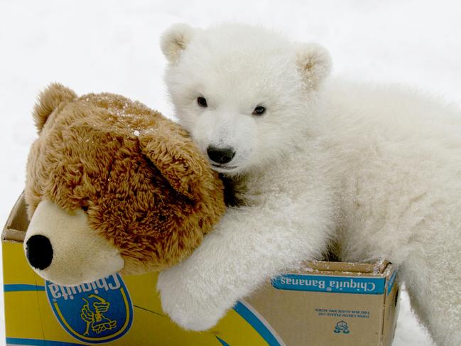 MUST NOT PUBLISH BEFORE February 11th 2017. VALENTINES FEATURE FOR SUNDAY PAPERS- PIC BY JOHN GOMES/ MERCURY PRESS/ CATERS NEWS - (PICTURED: Kali, incredibly cute orphan polar bear cub playing with his teddy bear friend at Alaska Zoo.) - A cosy pug and chick, adorable meerkats, and an orphaned polar bear cuddling a teddy are just some of the seriously cute animals featured in this gallery. In one snap, a lion is spotted leaning down to embrace its cub,,and in another a brown bear picks up its offspring to give it a little cuddle. Meanwhile, an owl and a fox get close to each other, whilst a lion and his lioness snuggle together whilst having a nap. One particularly cute snap captures a small monkey resting on the back of a lion cub, as the two new friends become acquainted. SEE CATERS COPY.