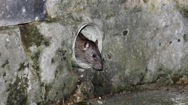 A rat roams a laneway in Surry Hills. Picture: Jonathan Ng