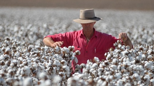 Cotton Australia general manager Michael Murray said cotton growers were concerned about ‘inefficient’ use of resources. Picture: Contributed