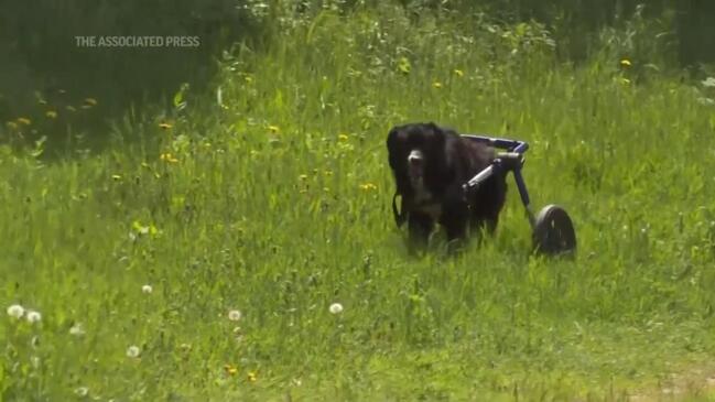 Kharkiv shelter finds new homes for animals amid Ukraine war