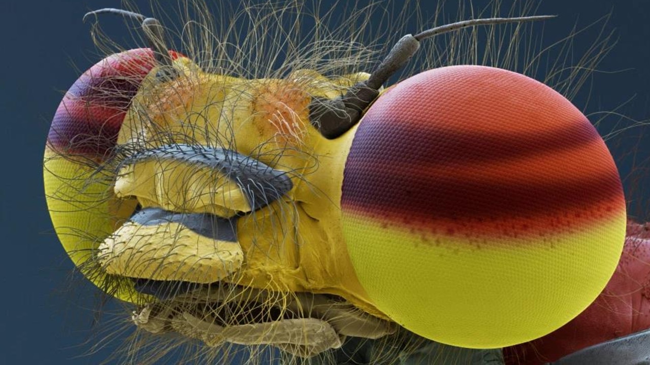 Forget landing on the moon. This extreme close-up of a red damselfly looks like an exotic villain from Star Wars or Doctor Who. Picture: Eye of Science/Science Photo Library