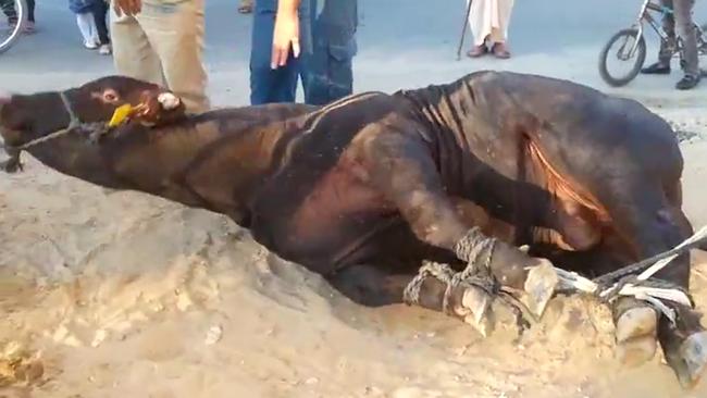 The footage shows animals tied up on the ground.