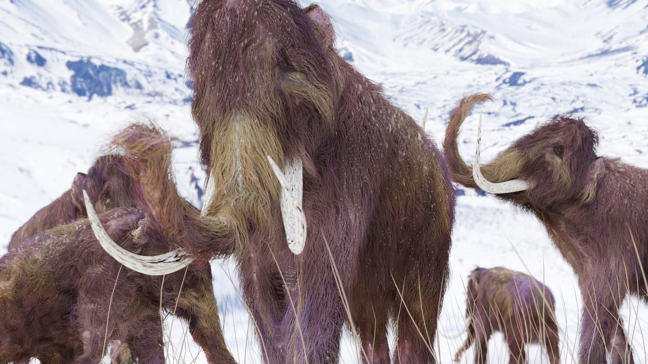 An illustration of a family of woolly mammoths grazing on grasses as winter approaches.