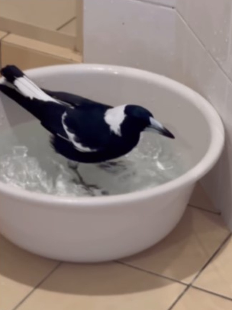 A male magpie named Molly was returned to his Gold Coast home on Monday after being away for 45 days. Picture: Instagram