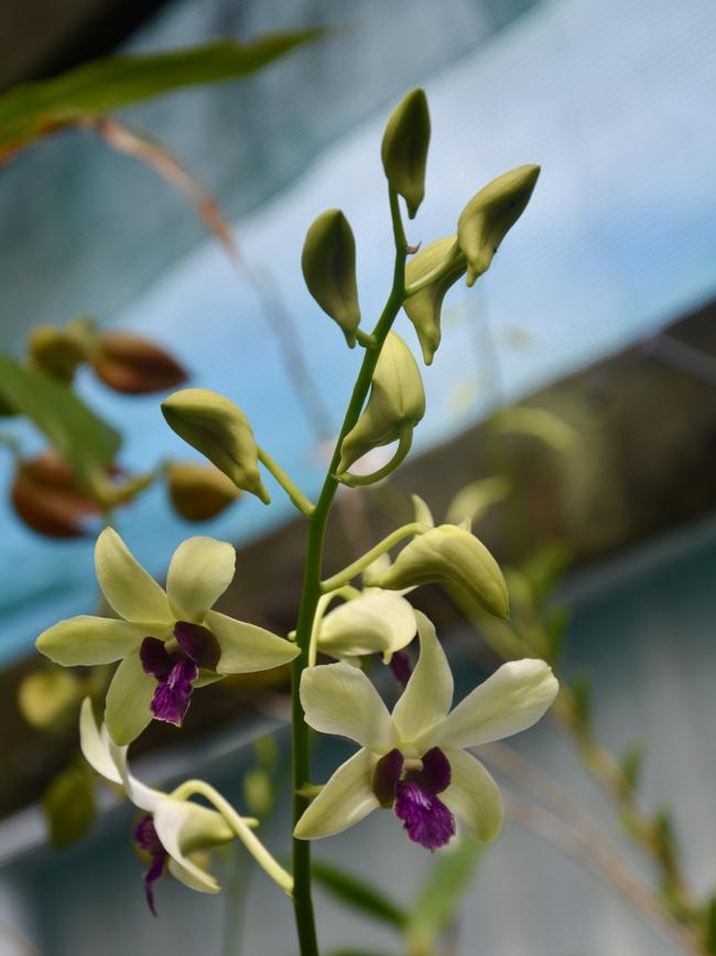 The Beaconsfield green thumb has an incredible collection of orchids. Picture: Rae Wilson