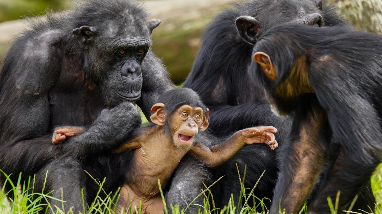 Eight-month-old chimp baby Cekiri with mum Ceres at left. Picture: Scott Brown/supplied