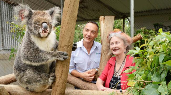 Hera the 11-year-old female koala who has blindness from chlamydia is watched by Lismore City Council ecologist Dr Damian Licari and Lorraine Vass, president of Friends of the Koala. Picture: Jacklyn Wagner