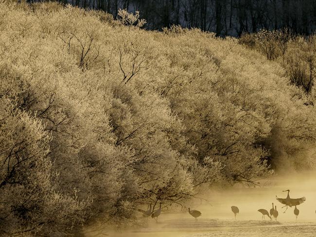 Photo and caption by Hiroki Inoue / National Geographic Travel Photographer of the Year Contest Morning Cranes. I was able to capture the silhouettes of the cranes through the morning fog.