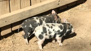 Owen Van Duren, 39, has been charged over the alleged theft of piglets from a petting zoo in Canberra. Picture: ACT Police