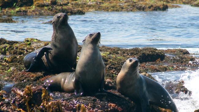 Australian fur seals.