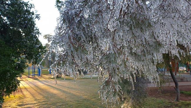 Ross Park Primary School staff captured images of icicles on the trees during Wedneday morning where the mercury dipped to 1.4C overnight in Alice Springs. Picture: Ross Park Primary School