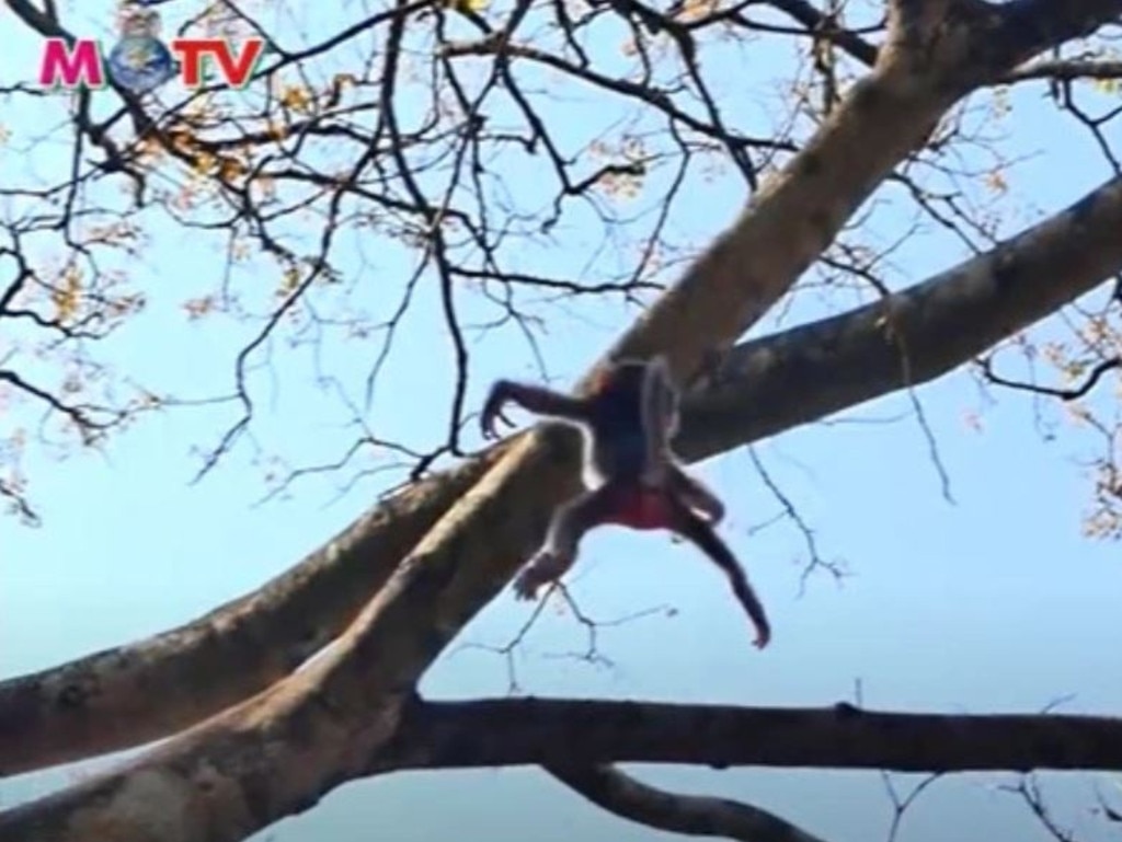 A monkey appearing to fall from a tree.