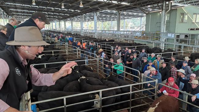 Auctioneer Anthony Delaney, Elders, selling steers at Yea today.