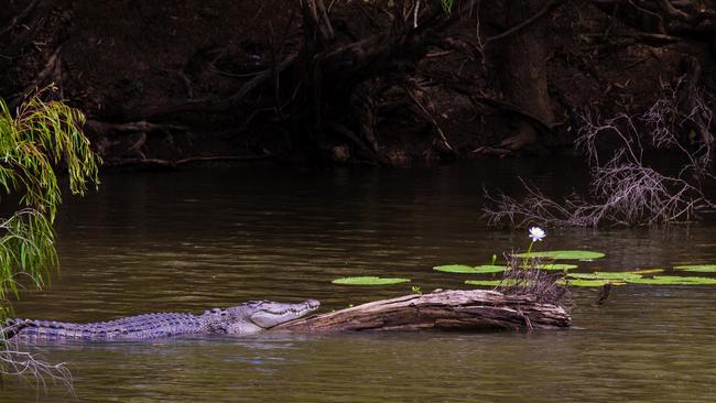 A search is underway for a 65-year-old Laura man believed to have been taken by a crocodile at the Kennedy Bend camping area in Lakefield National Park, 340km north west of Cairns. The last crocodile fatality in Queensland was at Hinchinbrook Island in February 2021. Picture: Supplied